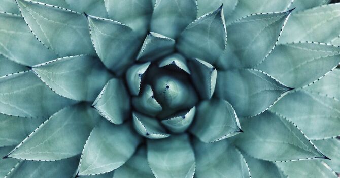 Year of the Snake! image